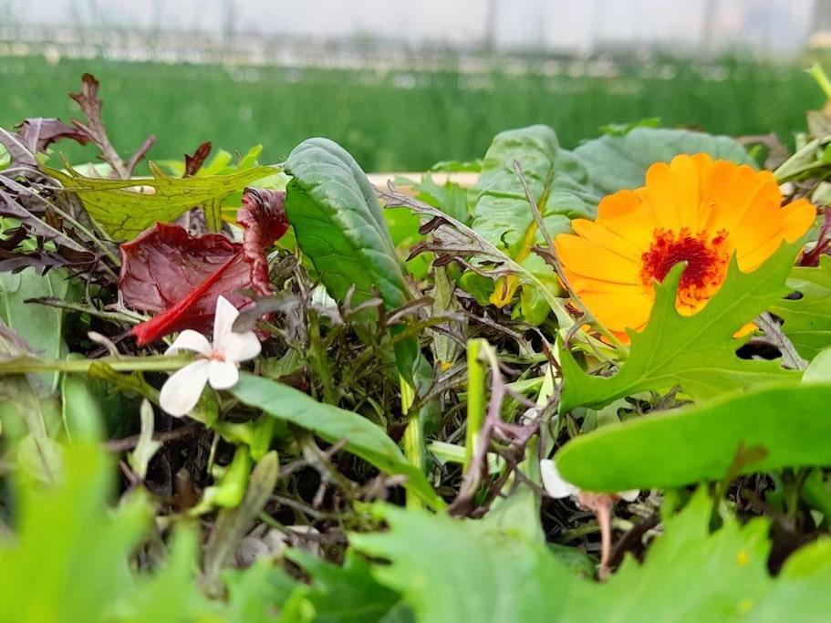 Maison De Campagne, Bulle De Verdure Montbron Zewnętrze zdjęcie